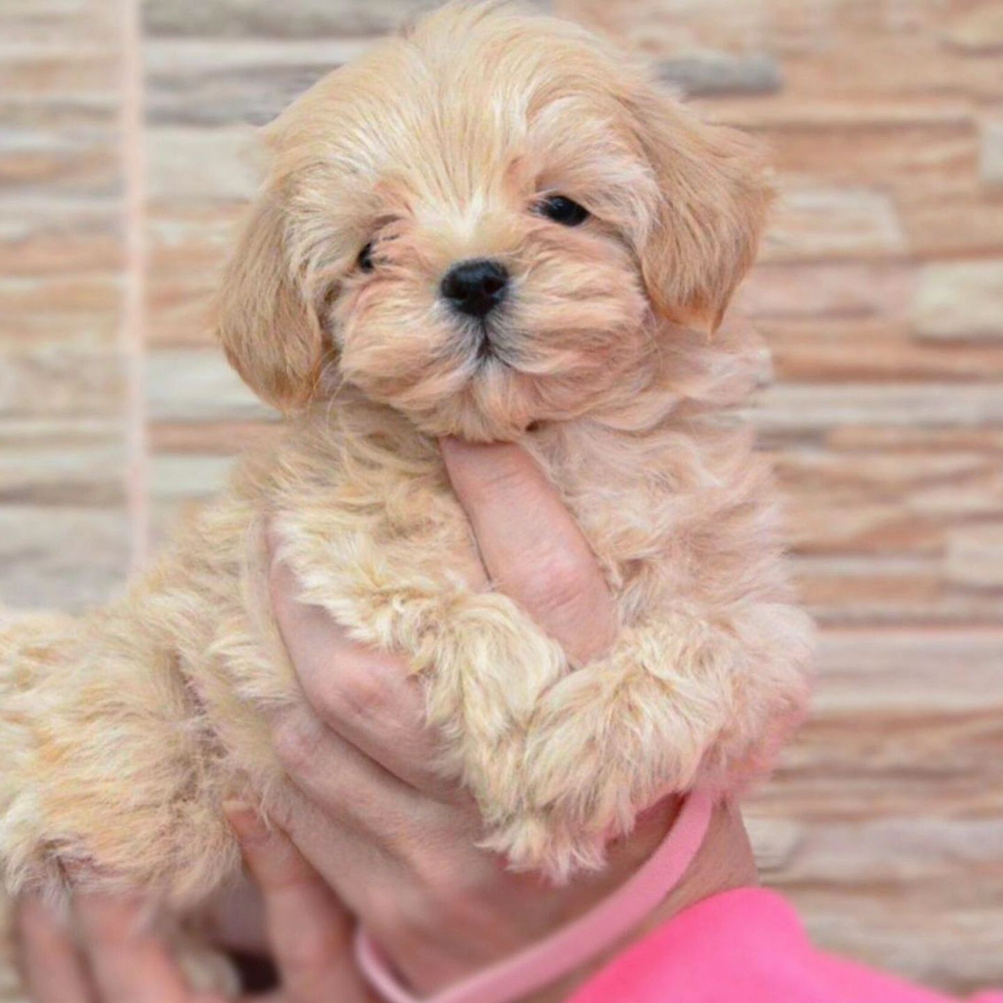 Дівчинка Maltipoo F1, доставка по Україні безкоштовно