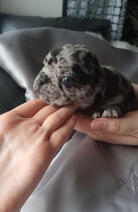 Шикарна рідкісна дівчинка від професійного дому Wunderding