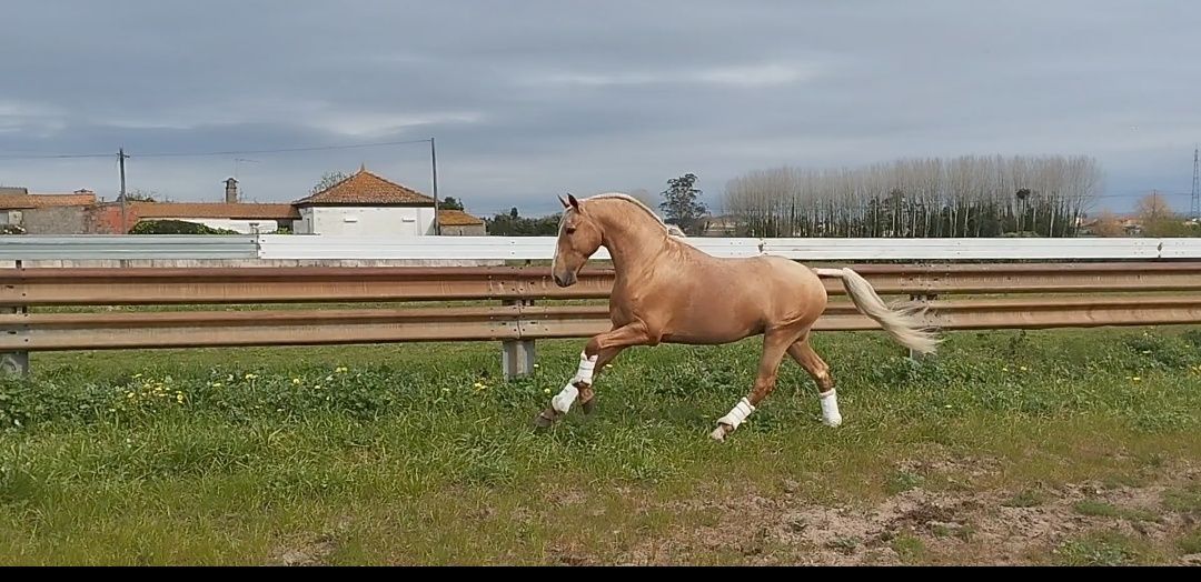 Vendo Cobriçoes de Garanhão Lusitano
