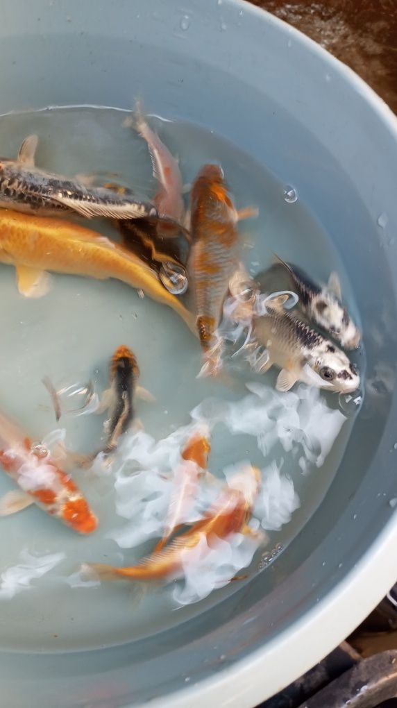 Karp Koi w sprzedaży