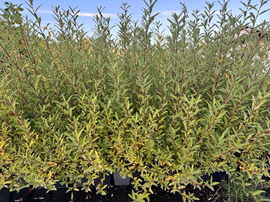 Wierzba 'Kurome' Czarne bazie (Salix gracilistyla) Doniczka 2.0L