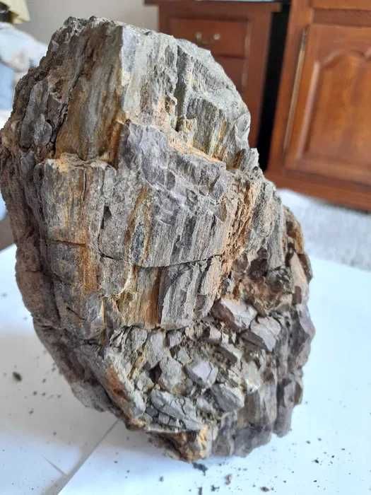 Muzealny okaz skamieniałego drzewa. Miocen. Bełchatów