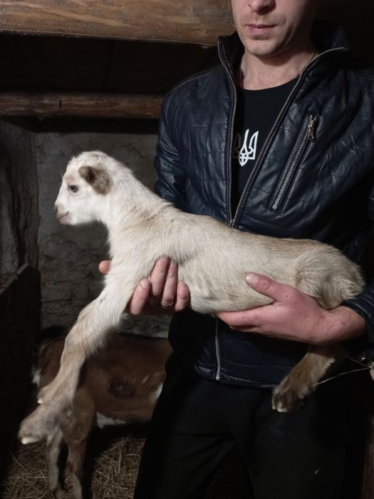 Шукають дім 75%АН ламанча