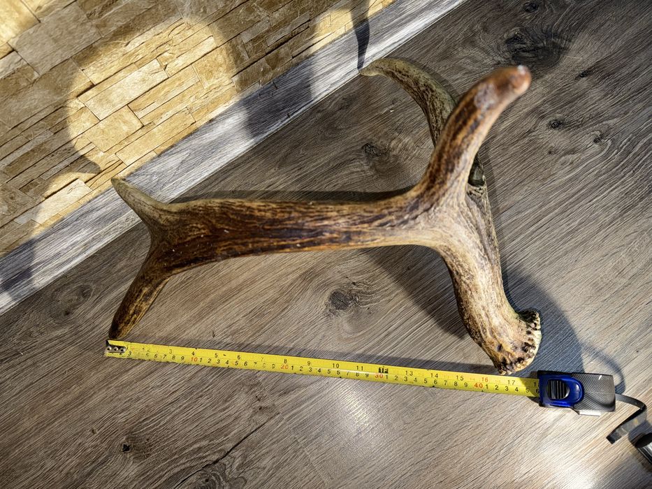 Продам Рог оленя