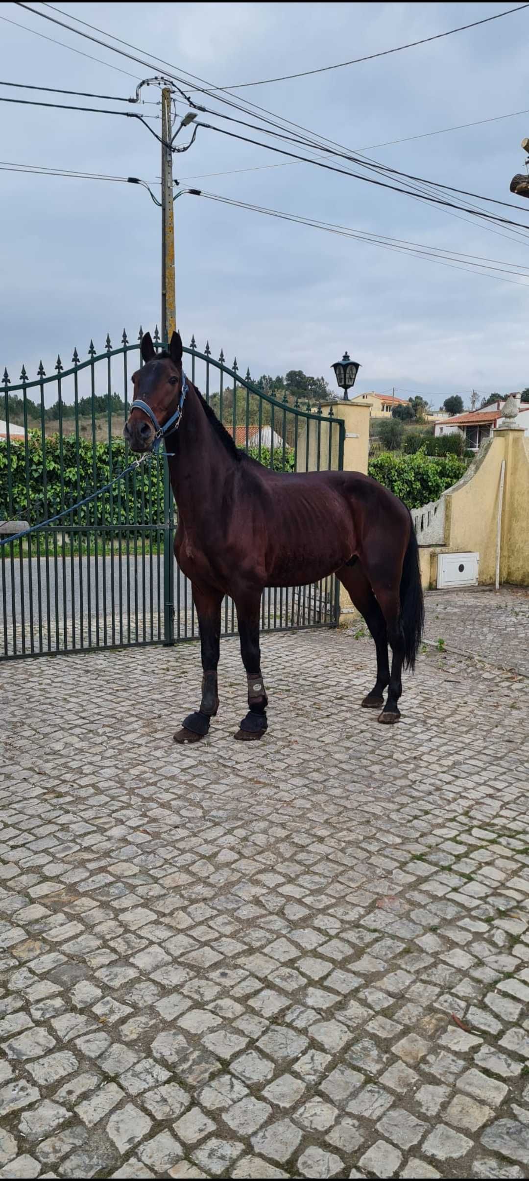 Cavalo cruzado 9 anos 1.61