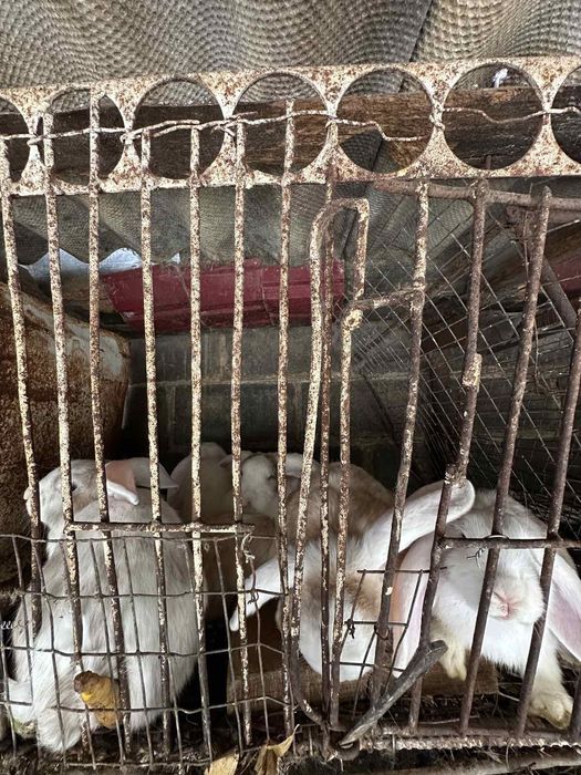 Продам свіжого кроля