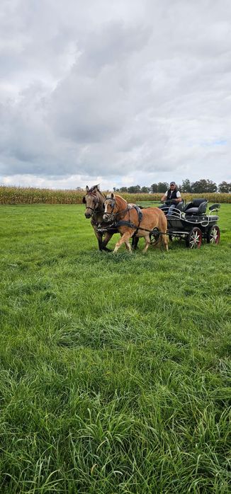 Klacz Haflinger Natka 3 lata