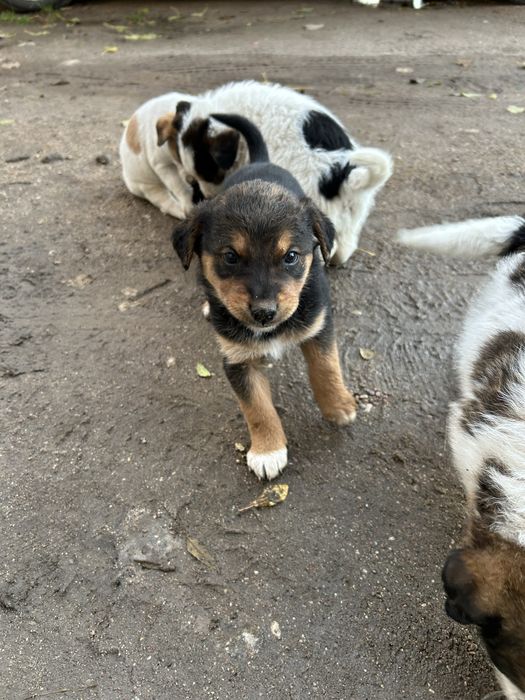 Oddam pieski w dobre ręce