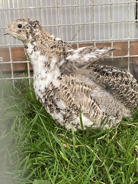 przepiórki, przepiórka japońskie