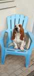 Basset Hound- acasalar