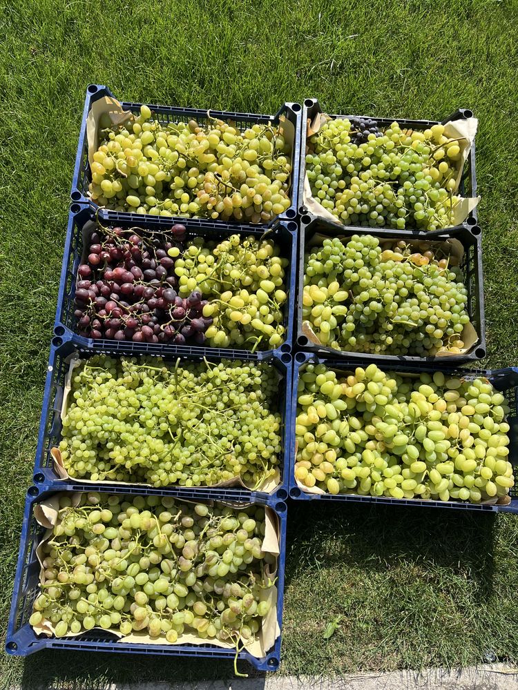Продам виноград різних сортів