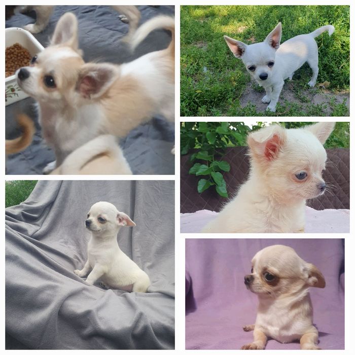 Осенняя распродажа в питомнике чихуахуа