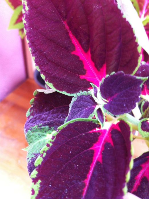 Várias Plantas naturais