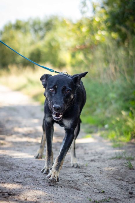 Przyjazny młody Miłek szuka domku