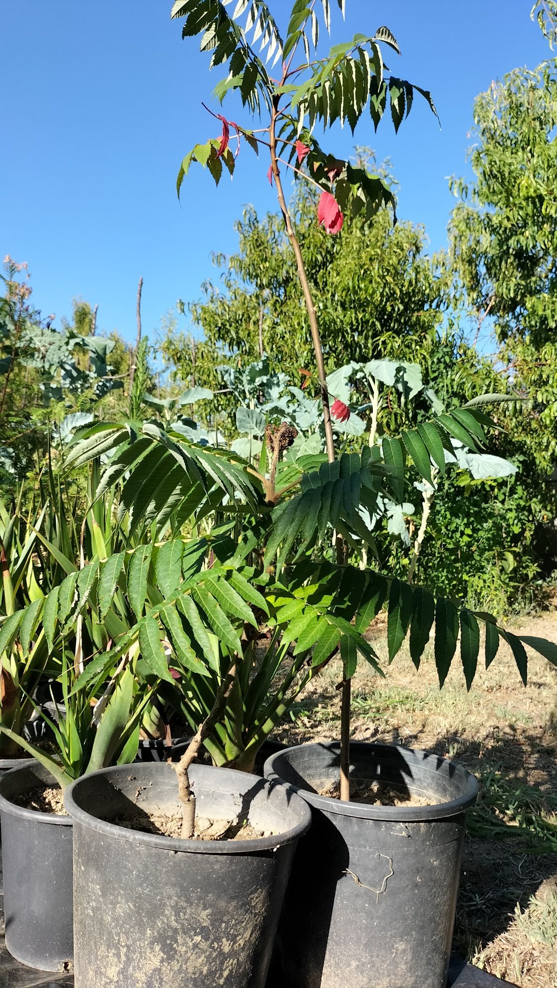 Rhus typhina, tenho várias para ceder