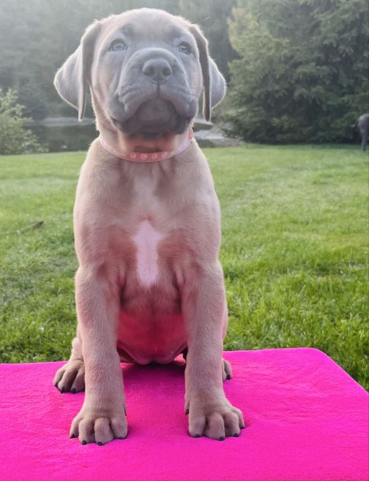 Szczenię Puma Nero FCI Cane Corso szczenie po GRAND CHAMPIONIE