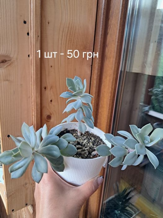 Продам різні сукуленти