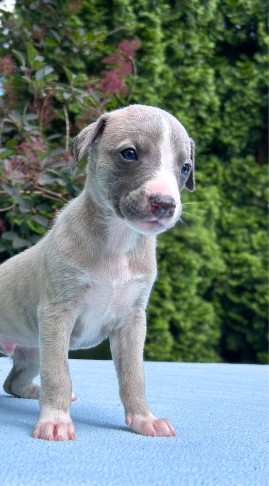 Whippet chart angielski