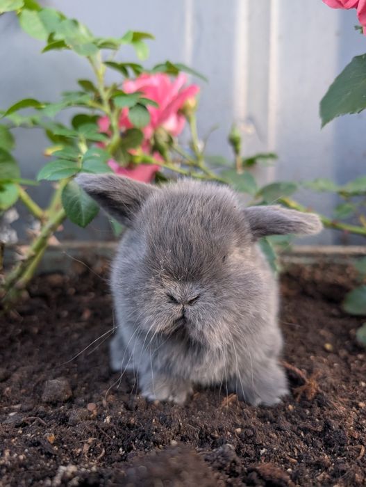 Mini lop, baranek miniaturka, metryka