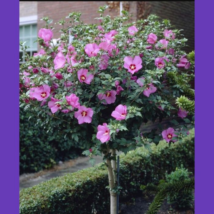 Клематис,Гортензия, гибискус розы,лилии бересклет самшит малина смород