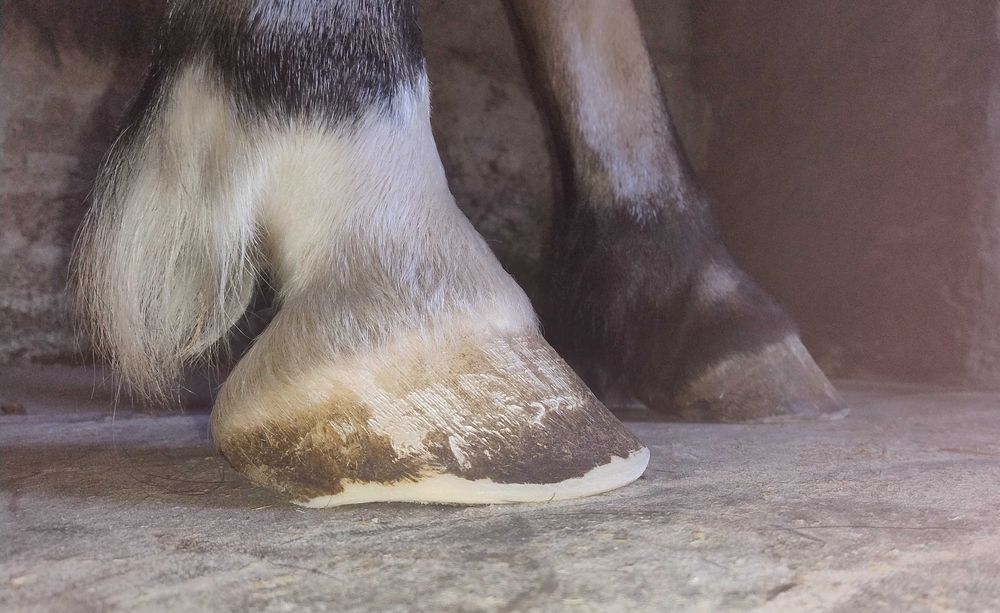 Aparo / Recorte de Cascos de Cavalo em Barefoot