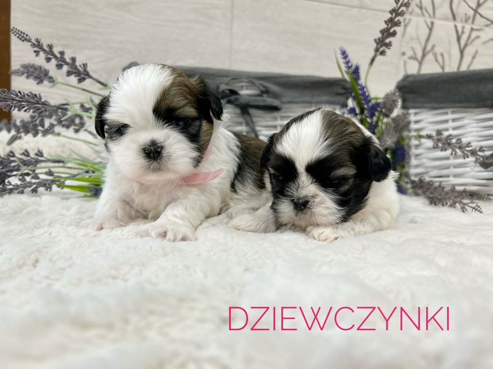 Shih tzu, prześliczna suczka , tricolor!