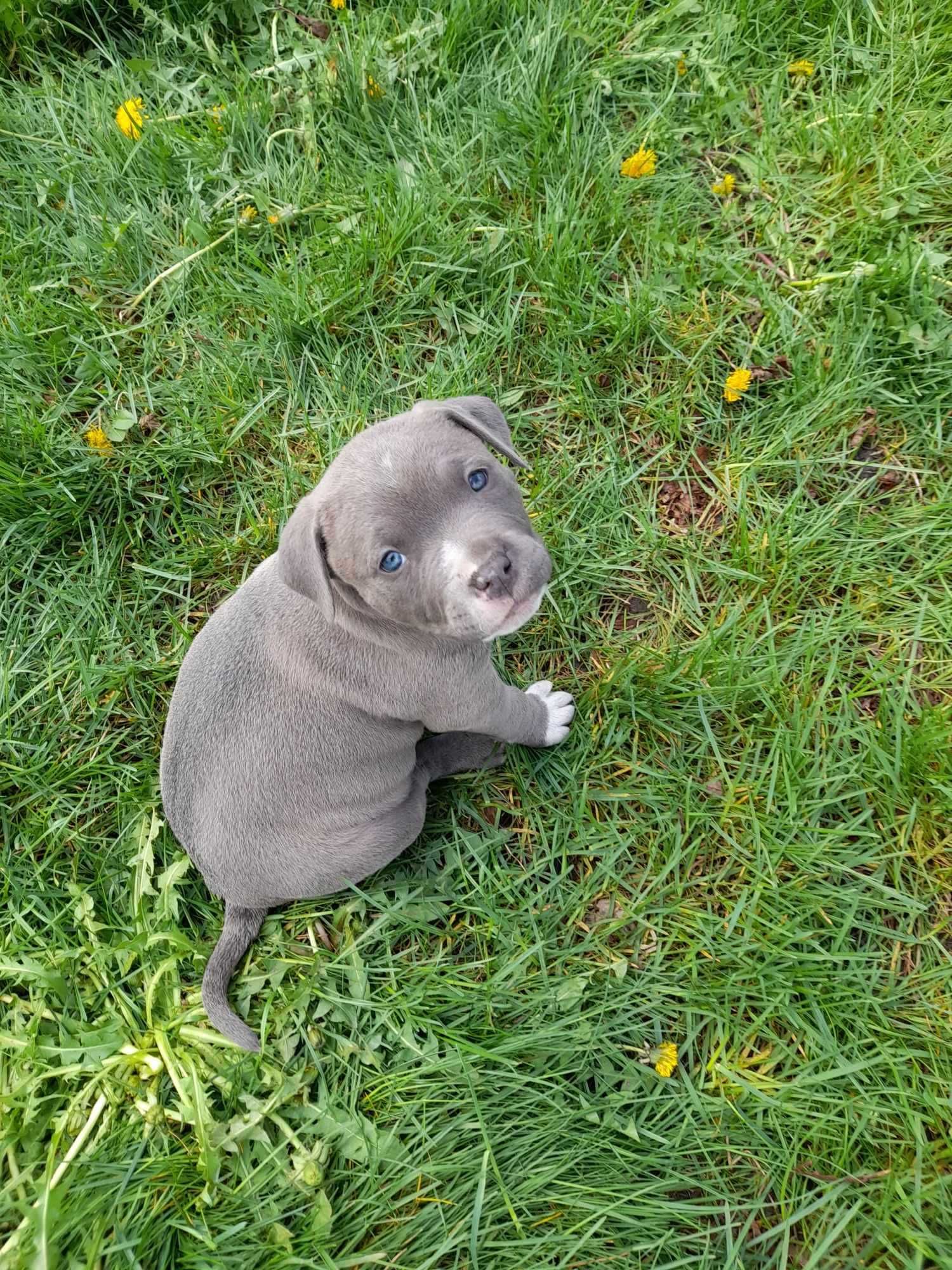 Pieski Amstaff Pitbull