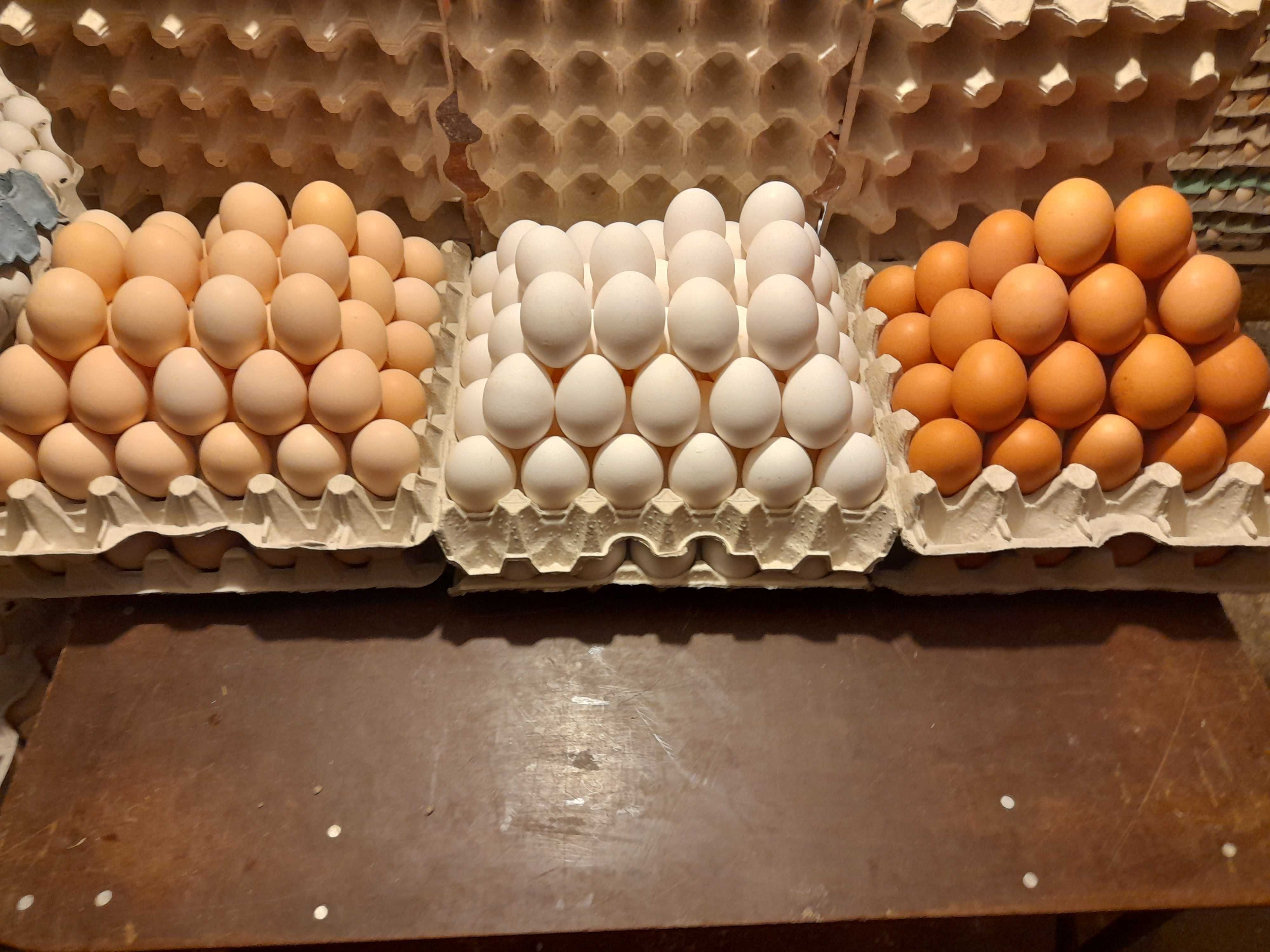 Jajka jaja świeże hurt detal