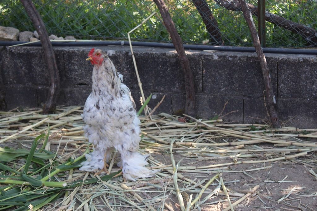 Galinha Raça Brahma