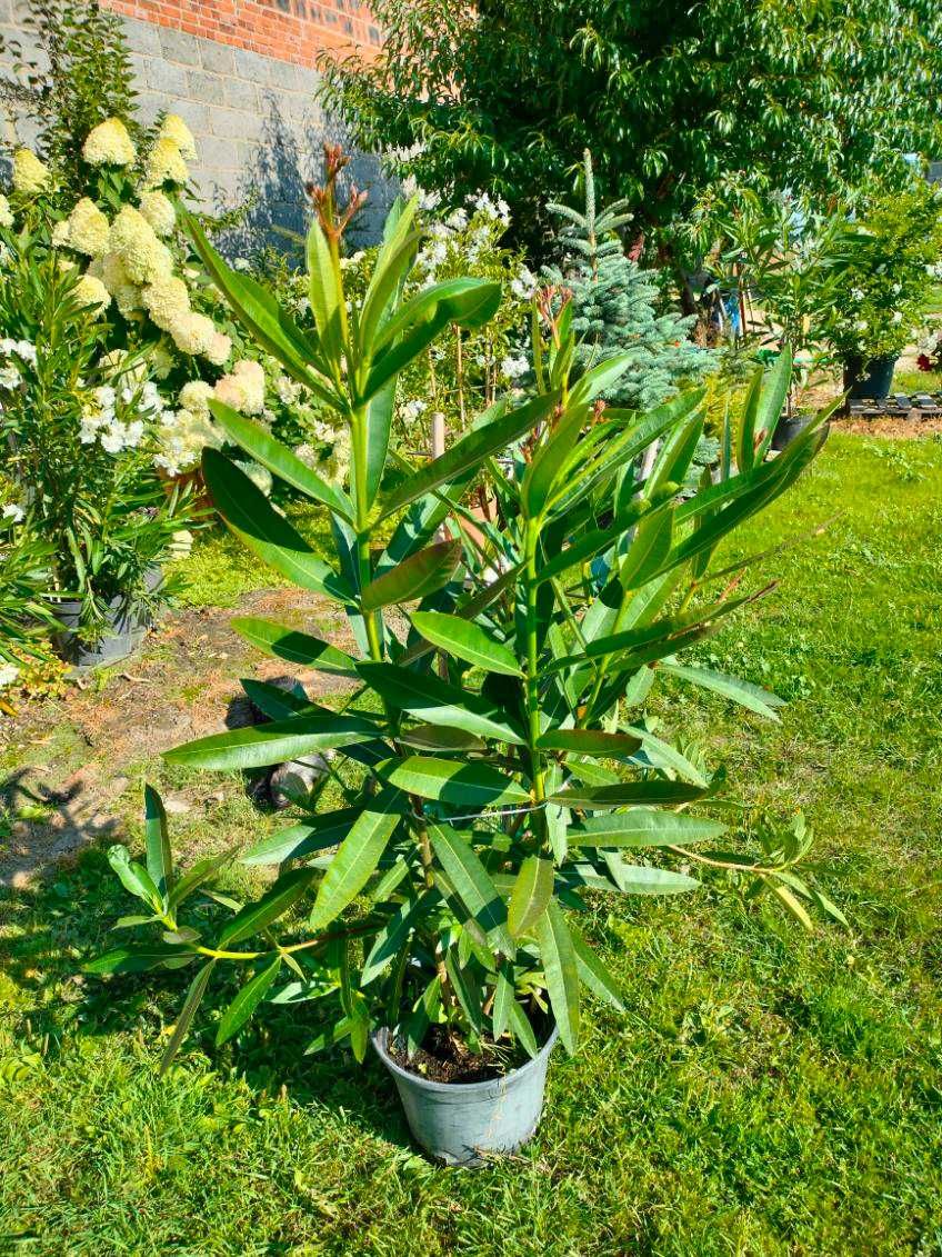 Sprzedam oleander