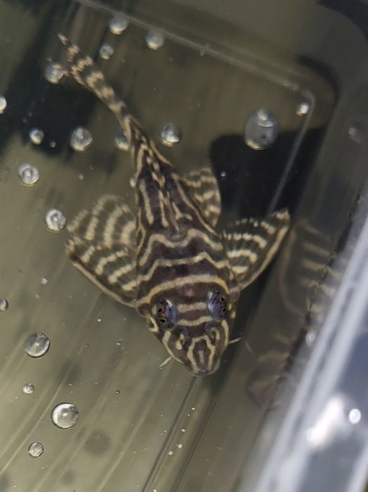 Zbrojnik Hypancistrus L333