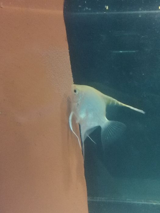 Casal de Escalares Amarelo