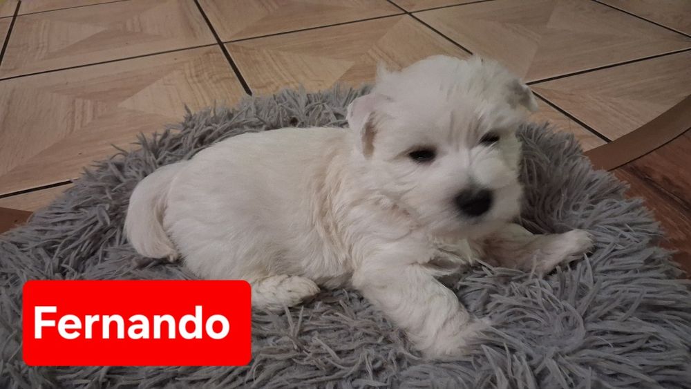 West highland white terrier-badania CMO-aktualne zdjęcia