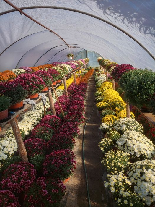 Chryzantemy drobnokwiatowe