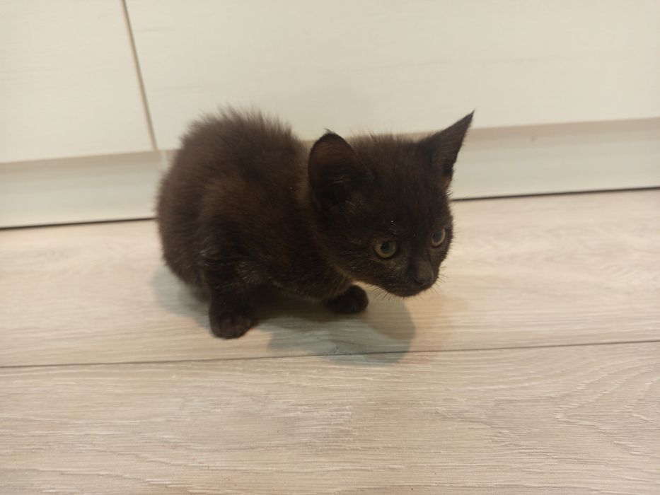 Дві гарні кішечки шукають люблячу родину