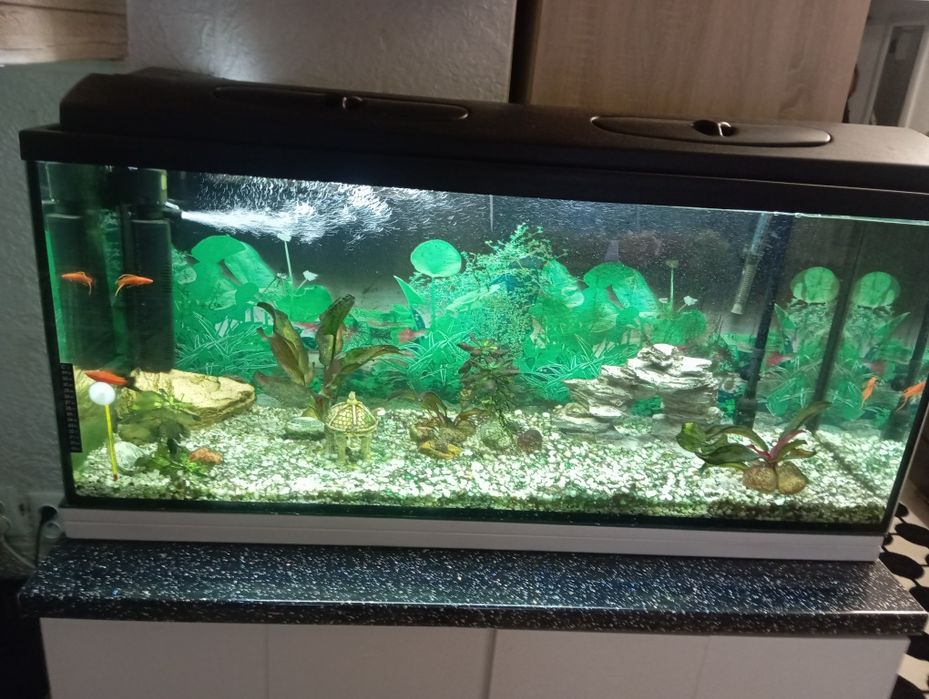 Pilnie okazyjnie akwarium z pełnym osprzętem