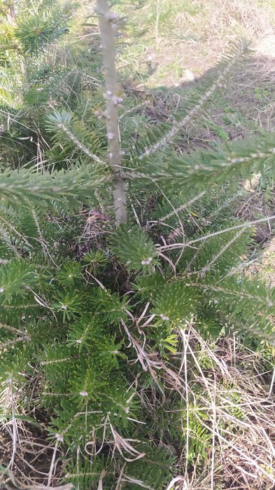 duża gęsta jodła koreańska kopana