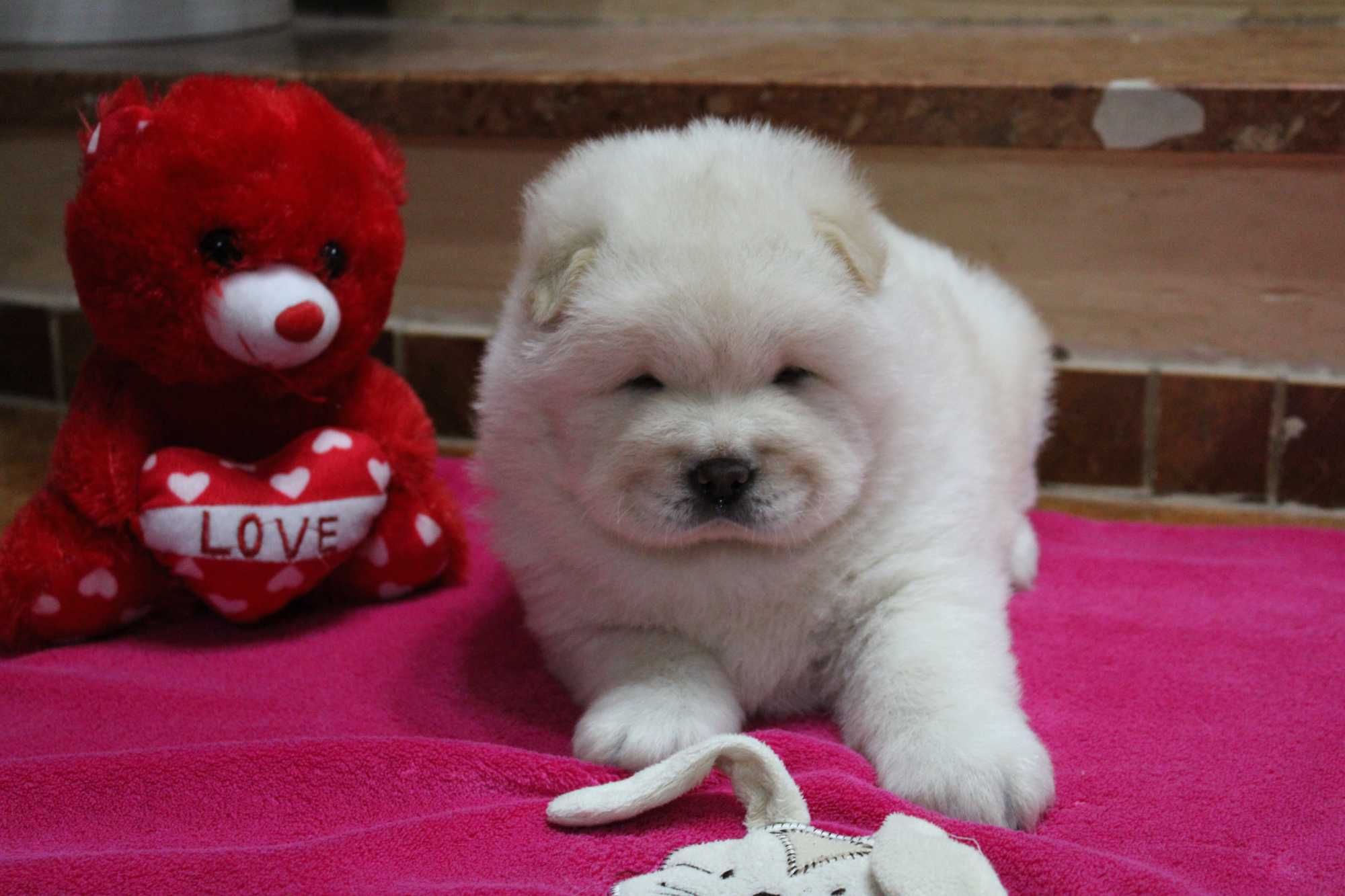 Piesek chow-chow