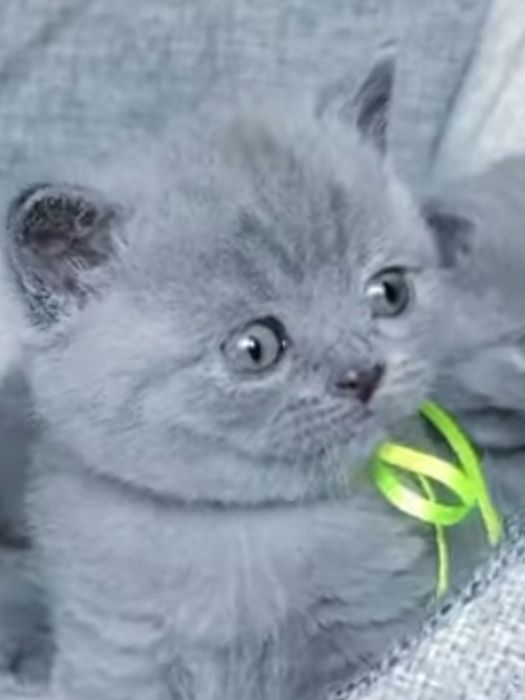 Котята шотландской породы фолд мальчики и девочки