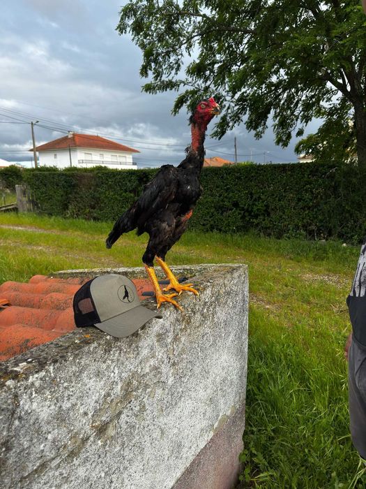 Oh-Shamo genética pura de qualidade