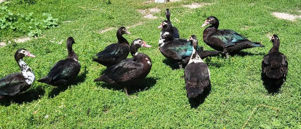 Продаю індики та індокачки, тушками або живими