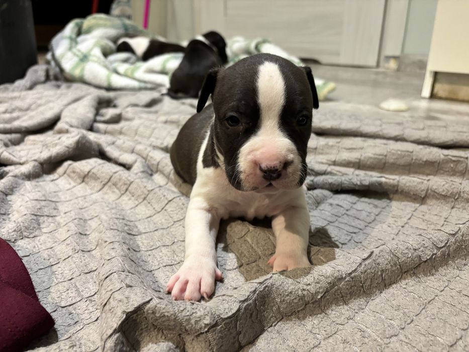 Amstaff szczeniak piesek wyjatkowa promocja