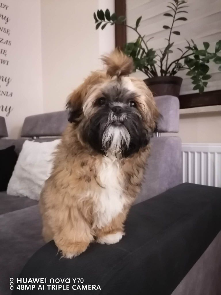 Shih tzu piesek brązowy pregowany