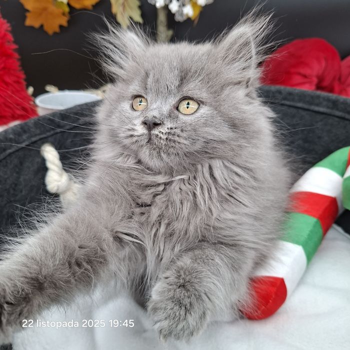 Kotk Brytyjski Długowłosy Wyprawka Badania Genetyczne Rod