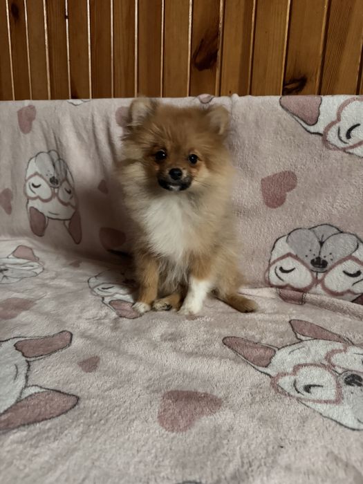 Szpic miniaturowy pomeranian komplet szczepień