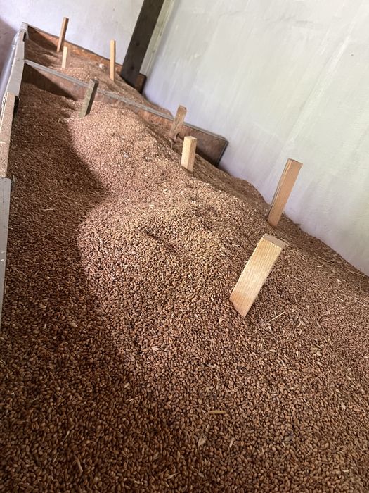 Sprzedam owies i pszenicę