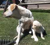 Labrador retriever szczeniak suczka z rodowodem