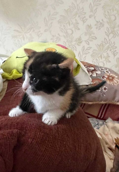 Кошечка 6-7 месяцев