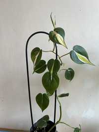 Philodendron cream splash