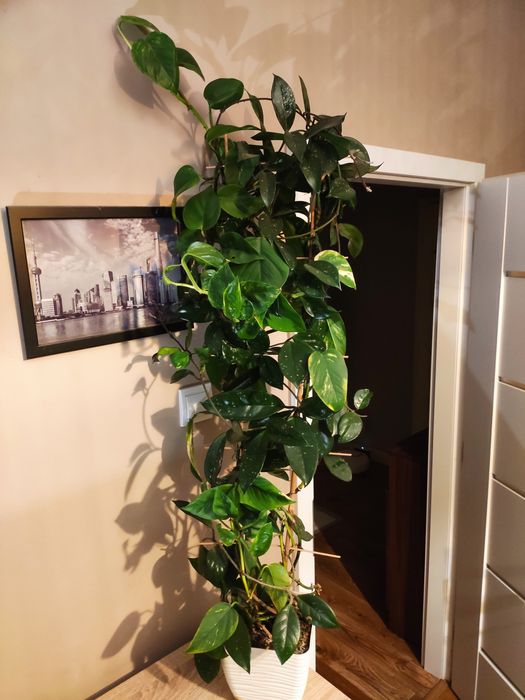 Roślina doniczkowa Hoja + Epipremnum 2w1